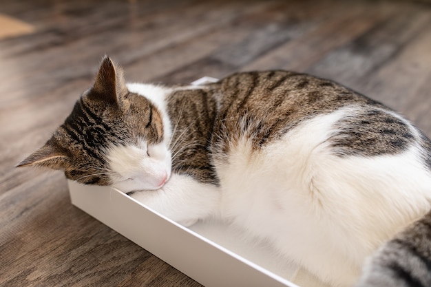 Lindo joven atigrado bicolor doméstico y gato blanco durmiendo en la caja de cartón en el piso