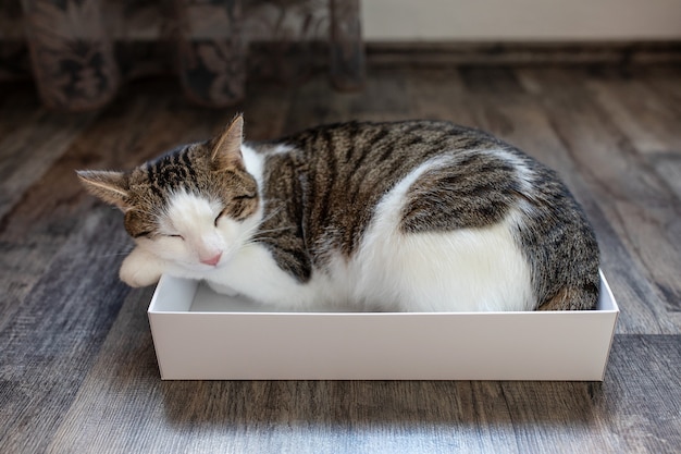 Lindo joven atigrado bicolor doméstico y gato blanco durmiendo en la caja de cartón en el piso.