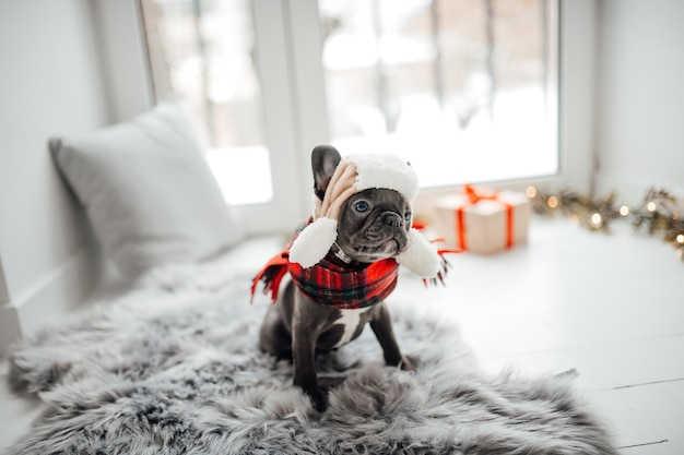 Foto lindo joven bulldog francés cachorro con ojos azules pasando el tiempo en casa vacaciones de navidad entorno feliz elegante mascota perro vestido con ropa de navidad celebrando el año nuevo vacaciones de invierno