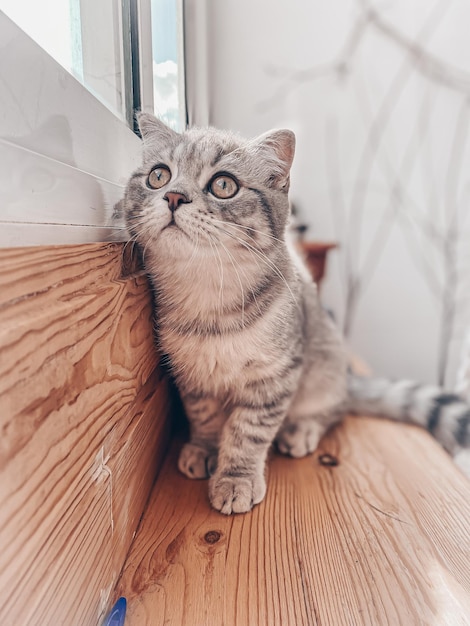 Lindo joven gato escocés de cerca