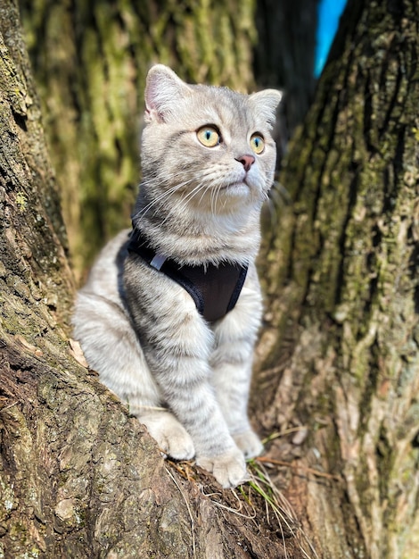 Lindo joven gato escocés de cerca