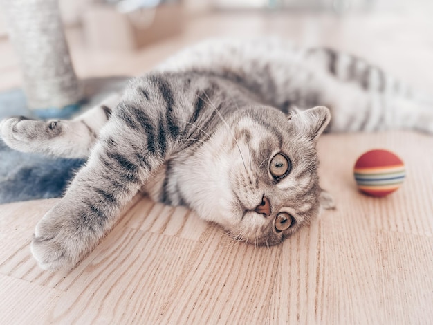 Lindo joven gato escocés de cerca