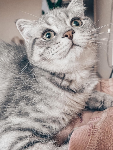 Lindo joven gato escocés de cerca