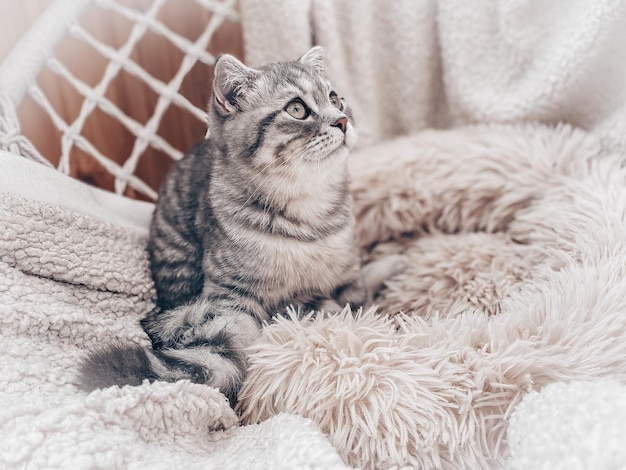 Lindo joven gato escocés de cerca