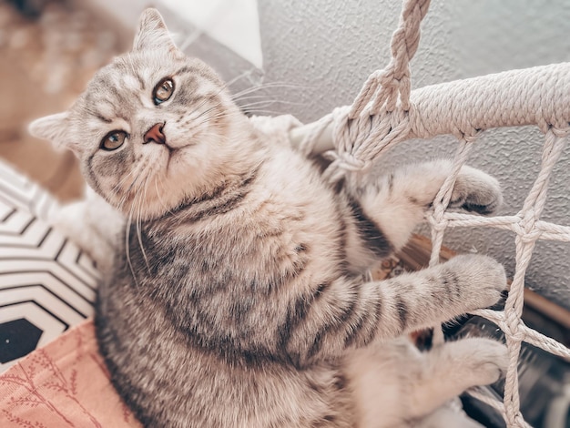 Lindo joven gato escocés de cerca