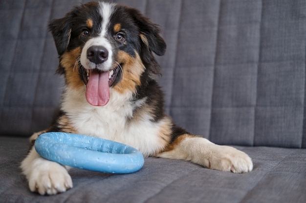 Lindo y juguetón cachorro de pastor australiano de tres colores se encuentran con tirador en el sofá. Quiero jugar. Mirando a la cámara. Concepto de cuidado y amigable para mascotas.