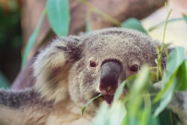 Un lindo koala de cerca