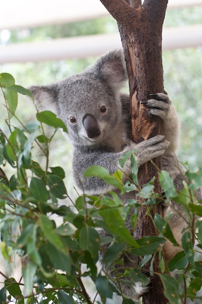 Lindo koala joven gris con gumtree