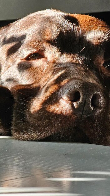 Foto lindo labrador de chocolate perro años en la cama mascota como un humano acostado en la cama y descansar