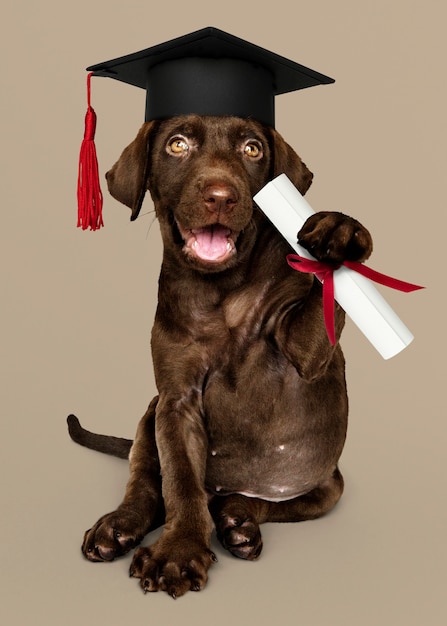 Lindo Labrador Retriever de chocolate en un gorro de graduación y sosteniendo un rollo de certificado