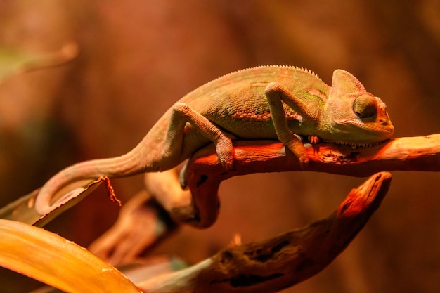 Lindo lagarto Chamaeleonidae em um galho