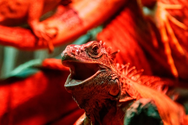 Foto lindo lagarto de iguana