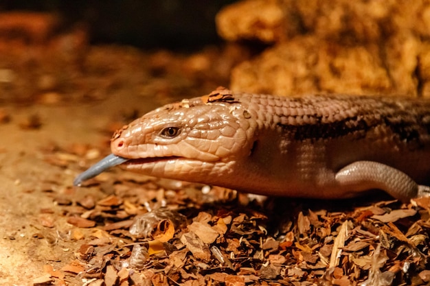 Lindo lagarto de olhos azuis tiliqua scincoides