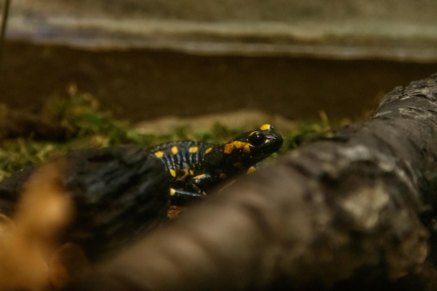 Lindo lagarto na salamandra de fogo comum de grama