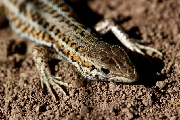 Lindo lagarto en primer plano de la naturaleza