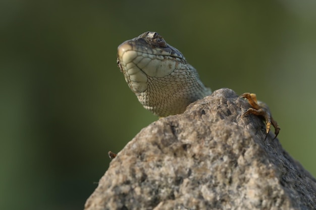 Lindo lagarto verde na pedra ao ar livre