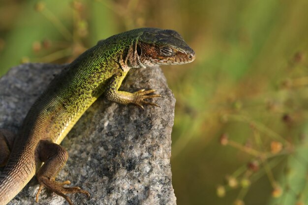 Lindo lagarto verde na pedra ao ar livre