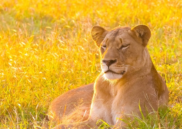 Lindo leão africano deitado na grama alta na África do Sul