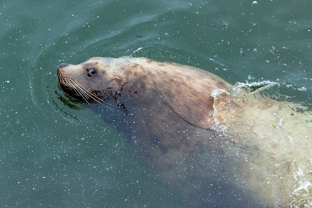 Un lindo león marino bigotudo nada en las aguas sucias de la bahía de Mokhovaya