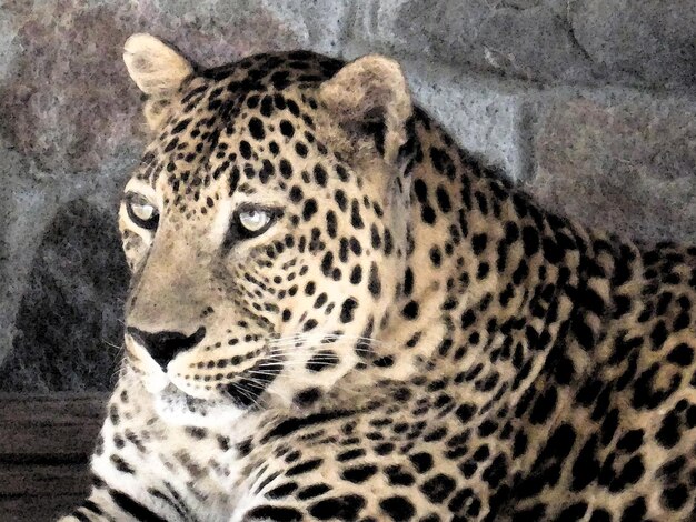 lindo leopardo