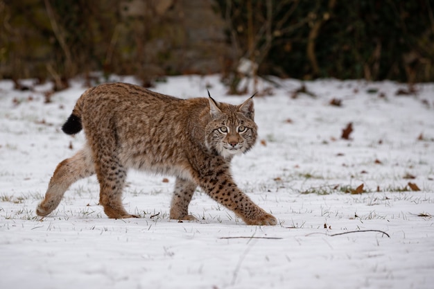 Lindo lince eurasiático em perigo de extinção no habitat natural Lynx lynx