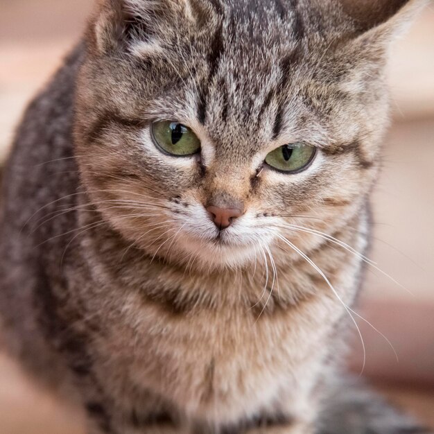 Lindo lindo gatinho