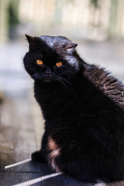 Lindo lindo gato preto com lindos olhos ao ar livre.