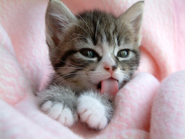 lindo_little_tabby_kitten_pink_tongue_licking_he