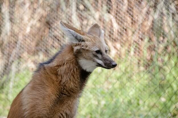 Lindo lobo na floresta em sua casa na natureza na cor marrom