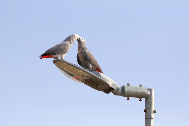 Lindo loro gris africano posado en un poste eléctrico.