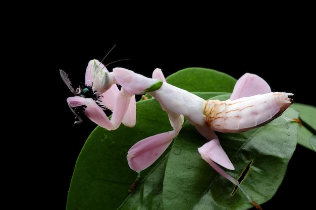 Foto lindo louva-a-deus orquídea rosa comendo inseto na árvore com fundo isolado