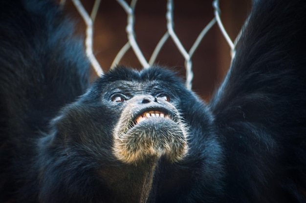 Foto lindo macaco em uma gaiola em um zoológico