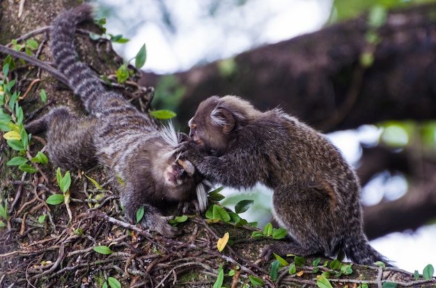 Foto lindo macaco sagüi (callithrix jacchus) encontrado em grandes quantidades na cidade de salvador, brasil