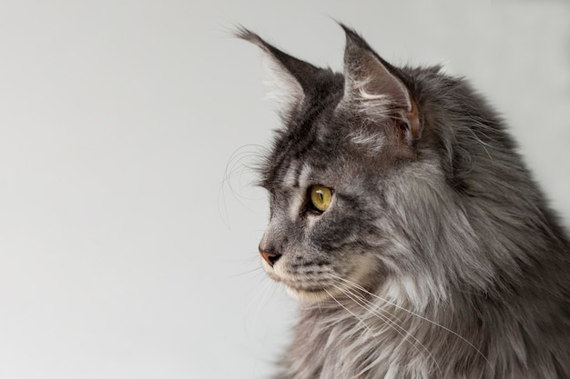 Lindo Maine Coon plateado de perfil