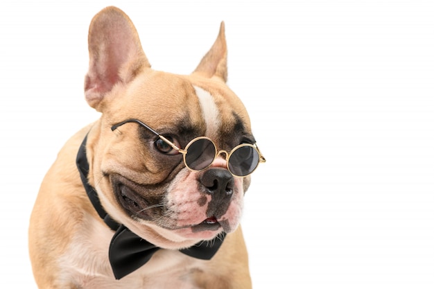 Lindo marrón bulldog francés usar gafas de sol y pajarita negra aislado