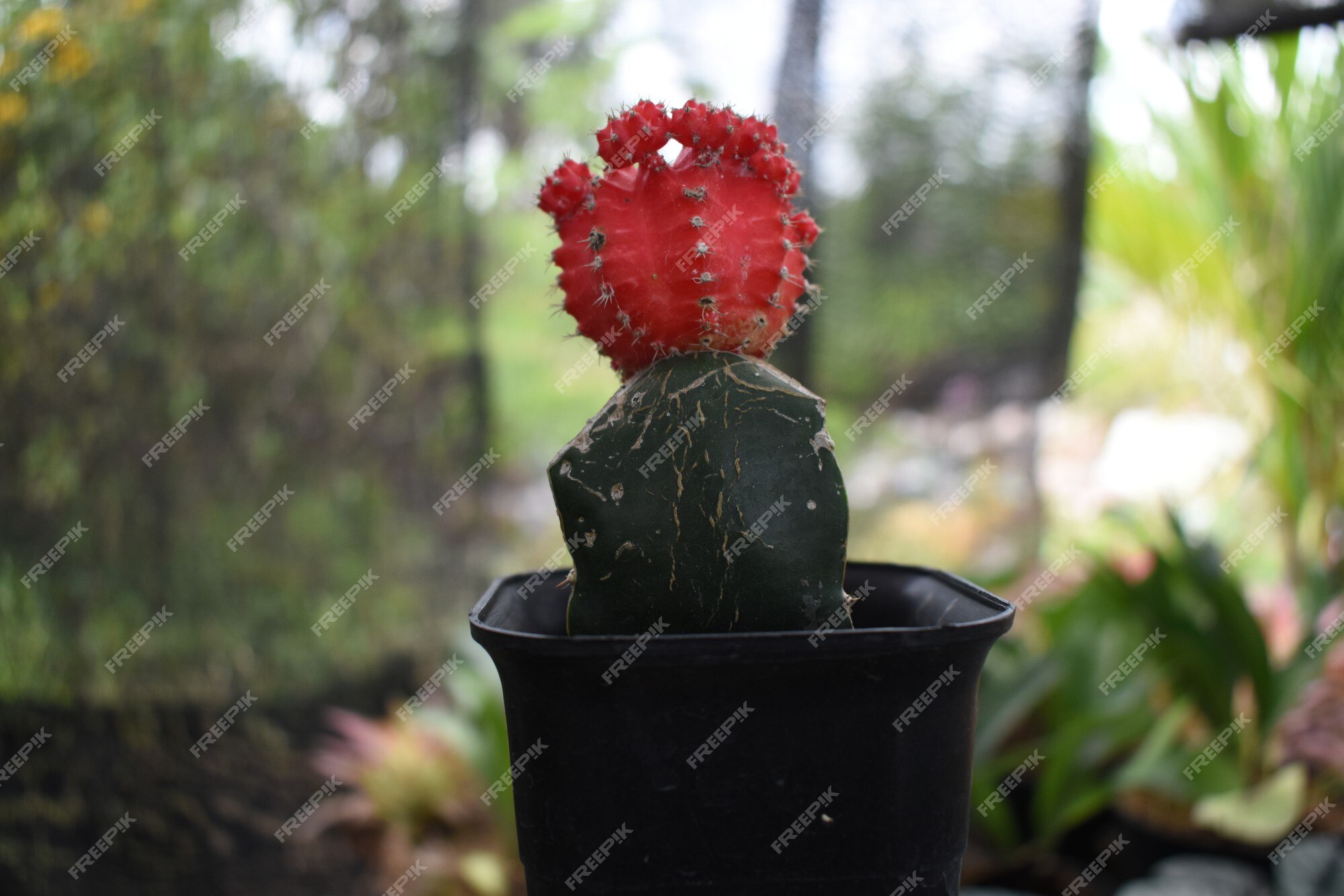 Lindo mini cacto vermelho gymnocalycium mihanovichii variegata | Foto  Premium