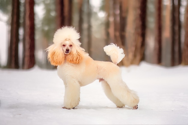 Lindo mini poodle cor de damasco em um rack contra um fundo de árvores