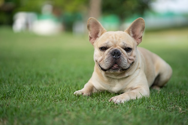 Lindo mirando bulldog tumbado en la hierba en el parque.