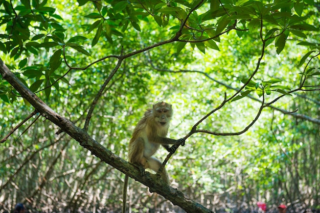 Lindo mono macaco sentado en un árbol en un bosque tropical de manglares con follaje verde y numerosas raíces