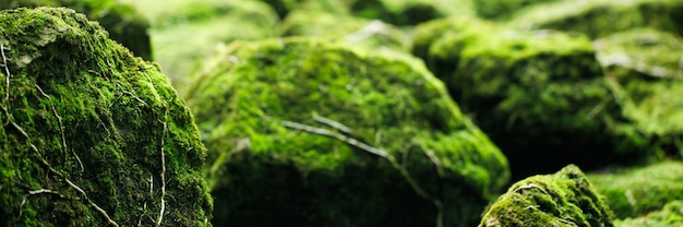 Lindo musgo verde brilhante crescido cobrindo as pedras ásperas e no chão da floresta. Mostrar com visão macro. Rochas cheias de textura de musgo na natureza para papel de parede. foco suave.