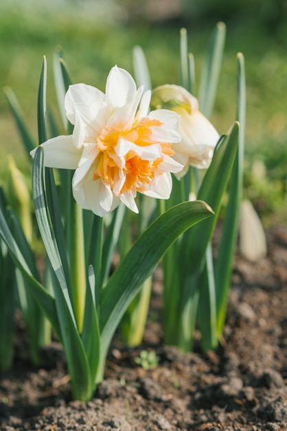 Lindo narciso turco floresce Manly na primavera no jardim