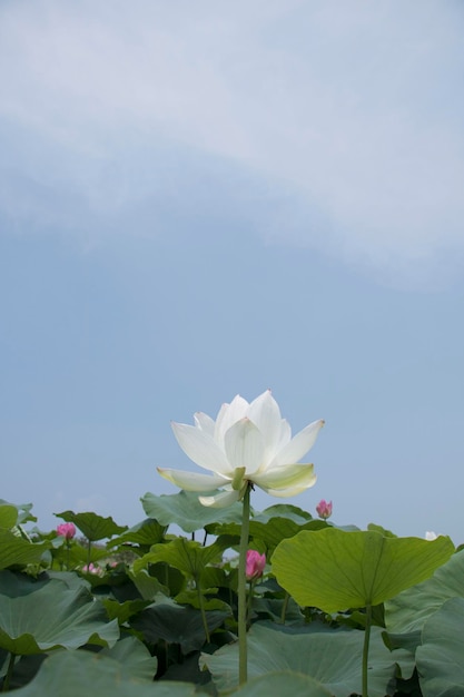 lindo nenúfar e lótus