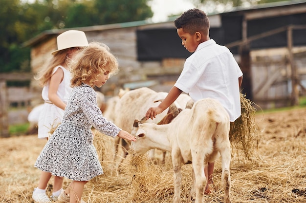 Lindo niño afroamericano con chicas europeas está en la granja con cabras