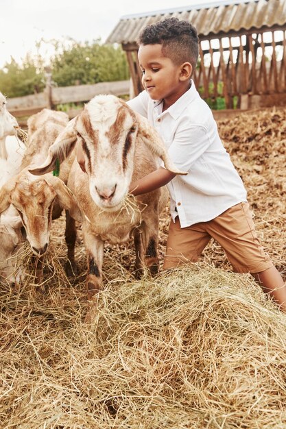 Lindo niño afroamericano está en la granja en verano con cabras