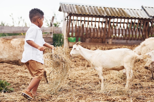 Lindo niño afroamericano está en la granja en verano con cabras