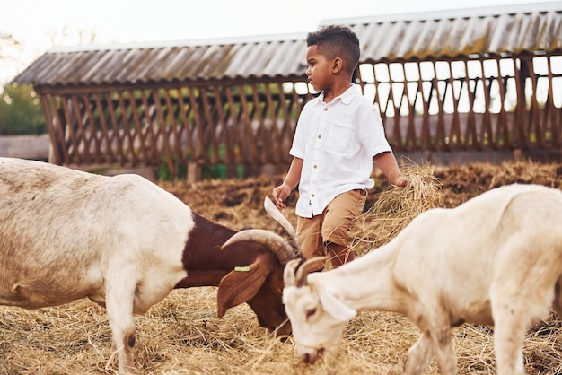Lindo niño afroamericano está en la granja en verano con cabras