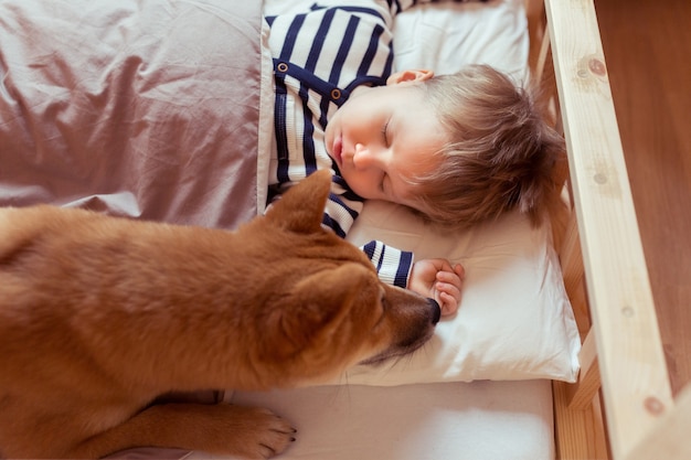 Lindo niño pequeño durmiendo con gracioso y amistoso perro Shiba inu en la cama en casa