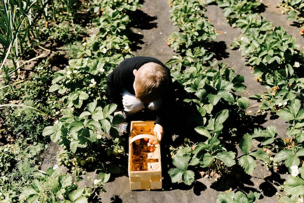 Un lindo niño recoge fresas del jardín.