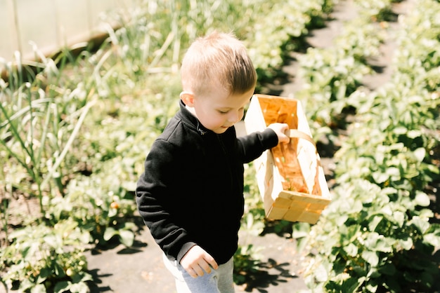 Lindo niño recogiendo fresas del jardín