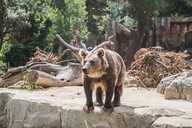 Lindo oso europeo en una piedra esperando comida